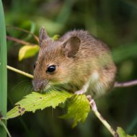 Hantavirus: tras detectar el primer caso en la región, investigan dónde se contagió