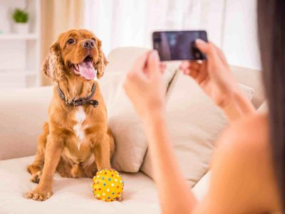 Fotos y mascotas: 6 trucos para obtener las mejores imágenes desde casa