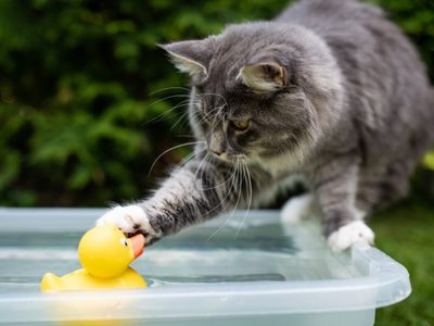 Por qué algunos gatos no soportan el agua