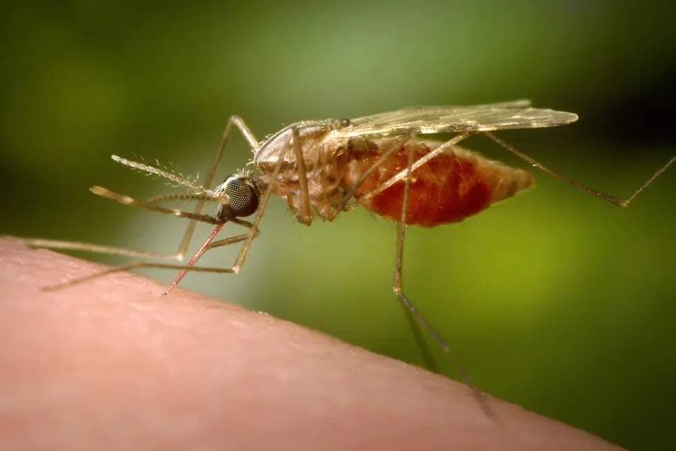 Mosquito Anopheles, especie transmisora de malaria