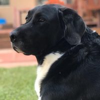 ¿Tenés mascota? El horóscopo te dice cuál es la ideal para cada signo del zodiaco