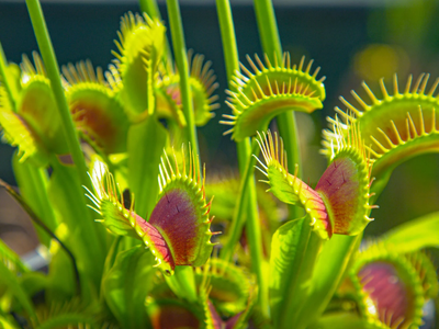 Dónde poner una planta carnívora en casa: el lugar que recomiendan los expertos para cuidarla y que no muera en el intento
