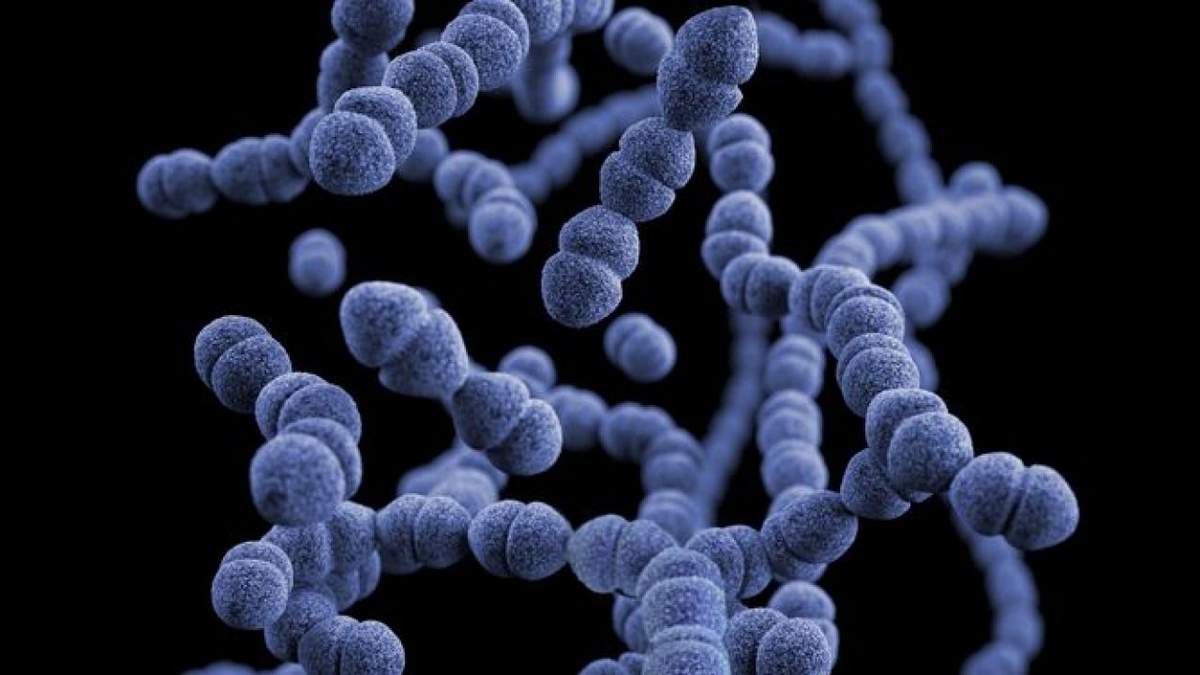 Las bacterias y el metaboloma estaban asociados con la energía mental o física