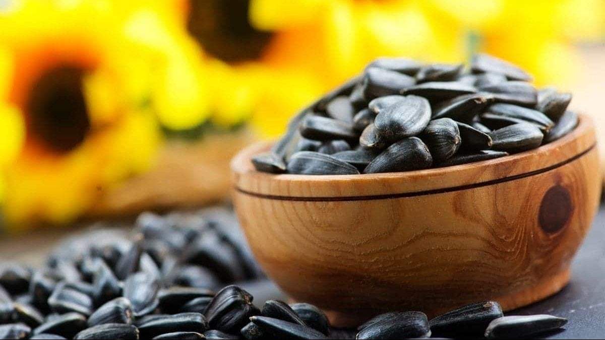 Cómo germinar y cultivar Girasoles en casa desde semillas. Fuente: (X)