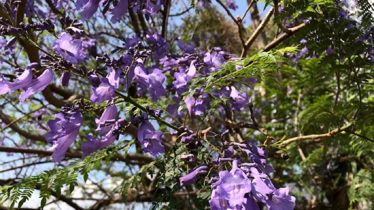 Cómo reproducir el árbol de Jacarandá. Fuente: (X)