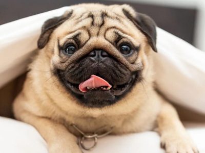 Curiosidades sobre el Pug: el perro de moda que destaca por su particular expresión facial y su temperamento