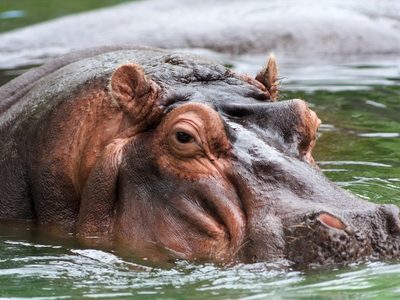 Aprender a convivir: expertos median entre humanos e hipopótamos en RDC