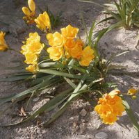 Así tenés que cuidar tu planta de Fresia para que explote de flores y crezca sana