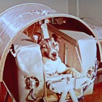 Se cumplen 65 años del primer ser vivo espacial: la perra Laika