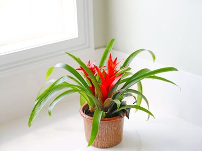 Bromelia: cómo hacer florecer esta hermosa planta de interior sin mucho esfuerzo