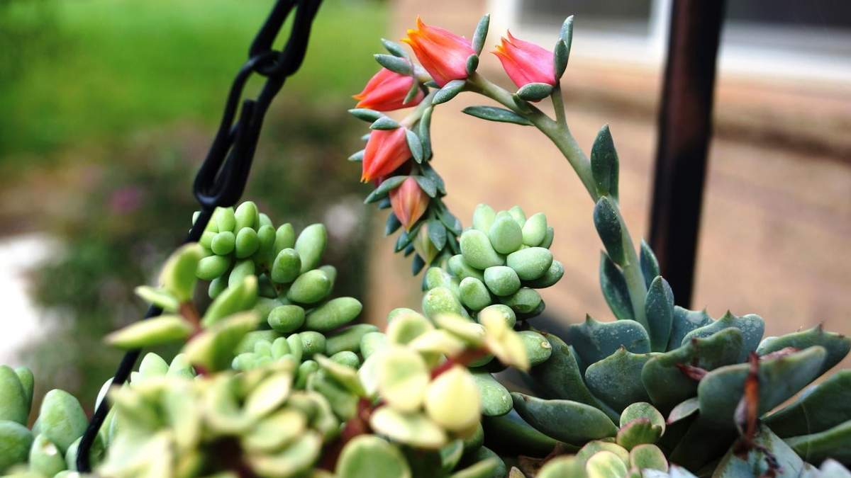 Plantas suculentas: Fuente: (Instagram)