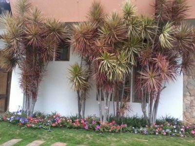 El truco viverista para reproducir tu planta Drácena: lo agradecerás cuando tengas el jardín más frondoso