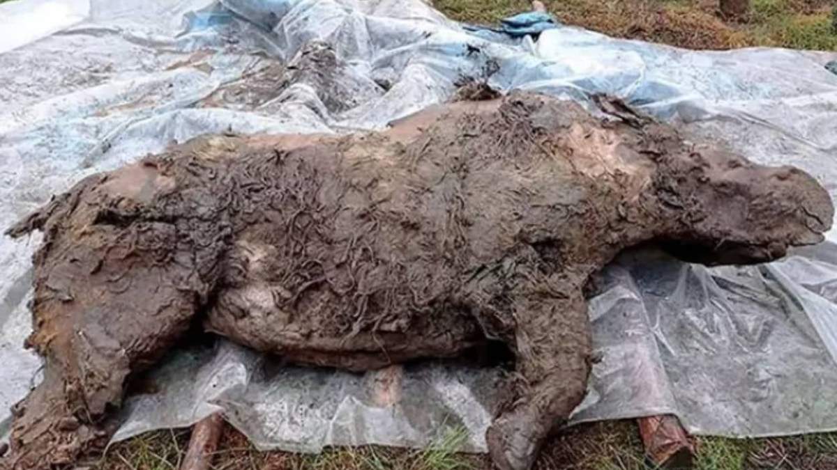 Se cree que el rinoceronte tenía entre tres y cuatro años de edad al momento de morir