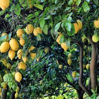Si ya no sabés qué hacer para que tus plantas den frutos, conocé este secreto viverista clave