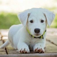 Consejos sencillos y prácticos para mejorar la vida de nuestra mascota