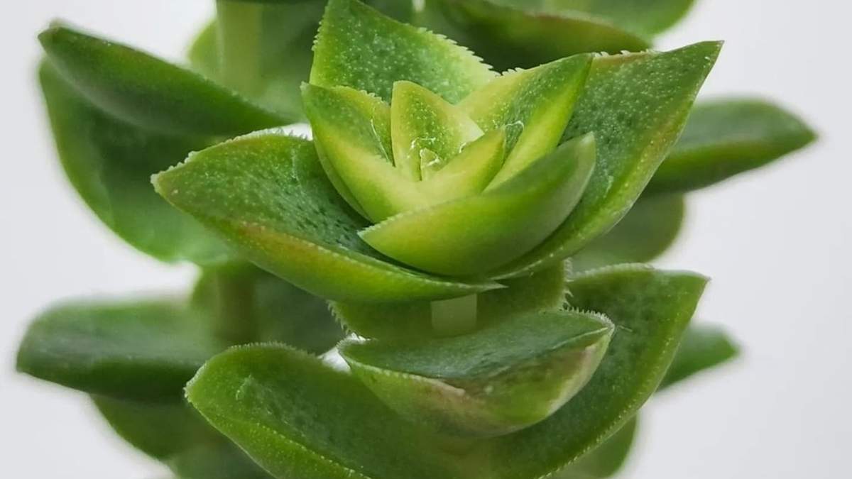 Planta acordeón. Fuente:(X).
