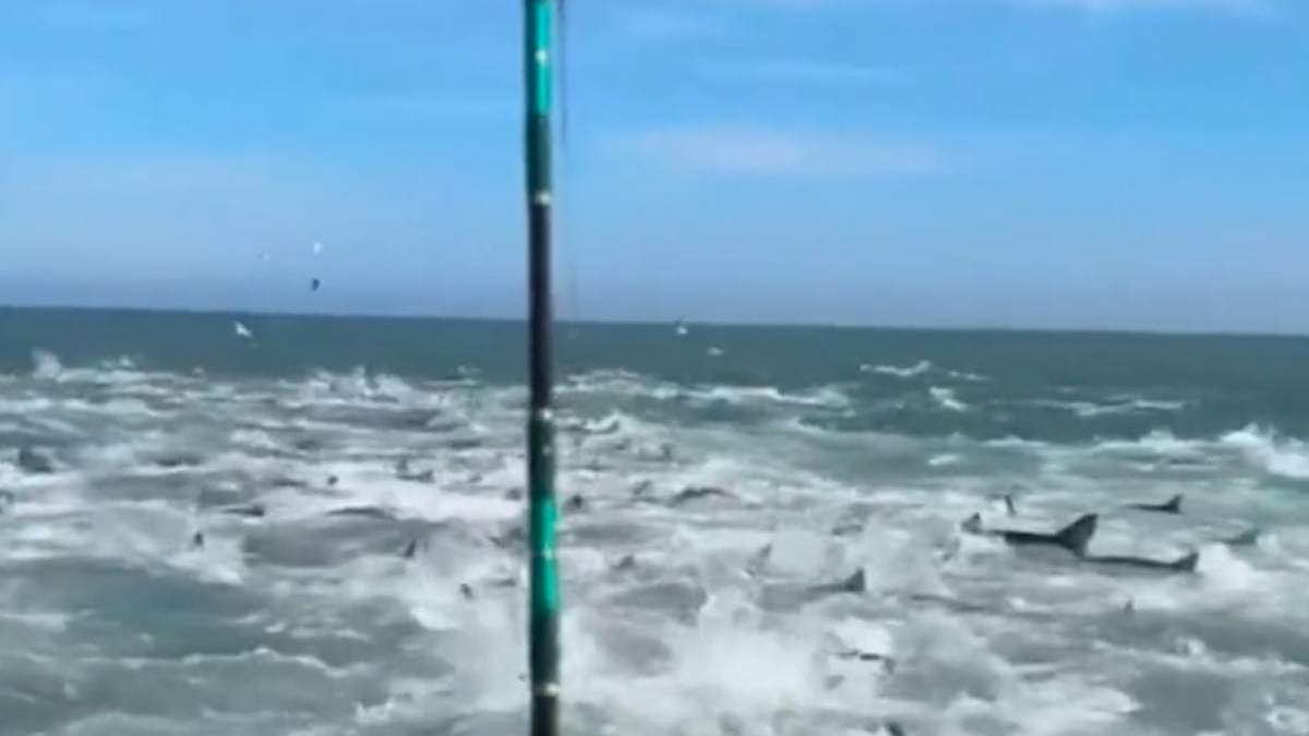 Algunos de los tiburones
