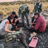 Hallaron restos fósiles de un reptil marino prehistórico en el paraje Mulichinco de Loncopué