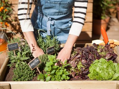 Que el frío no te detenga: las mejores plantas para sembrar en julio y disfrutar de tu propia huerta en casa