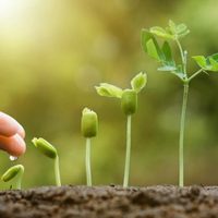 Sin químicos ni fertilizantes: el secreto de los jardineros para que las plantas de tu huerto crezcan súper rápido