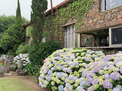 La forma simple y correcta de podar tus hortensias para que exploten de flores en primavera