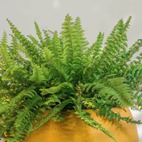 El truco de la abuela para fortalecer tu planta de Helecho y que tenga las hojas más sanas