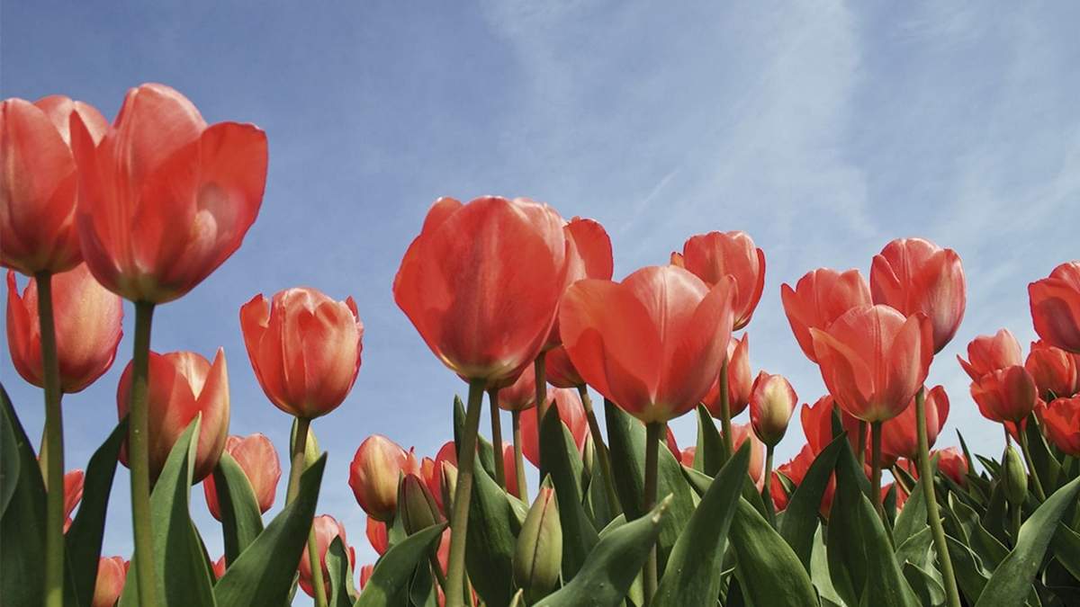 Tulipanes. Fuente: (Instagram)