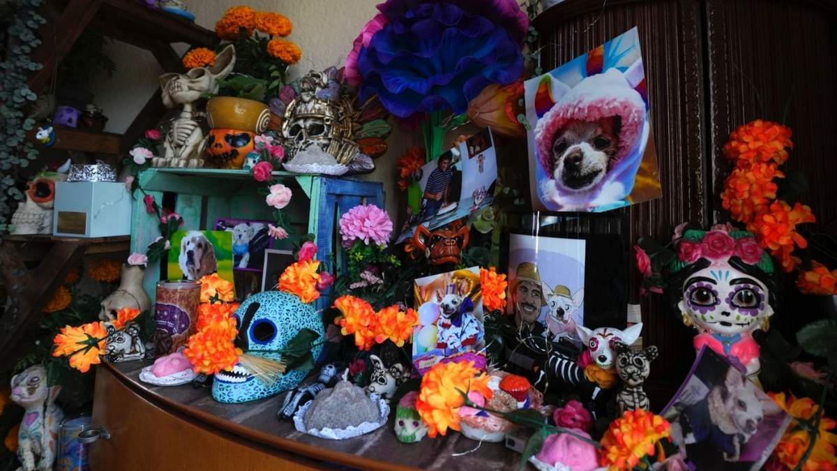 Un altar del Día de Muertos para honrar la memora de Taco, el chihuahua de Meztli Lizaola, colocado en un mueble de madera en una esquina de su sala en Ciudad de México