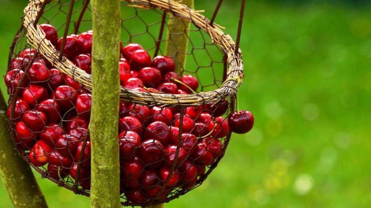 Cerezas patagónicas para el mundo. Fuente: (Instagram)