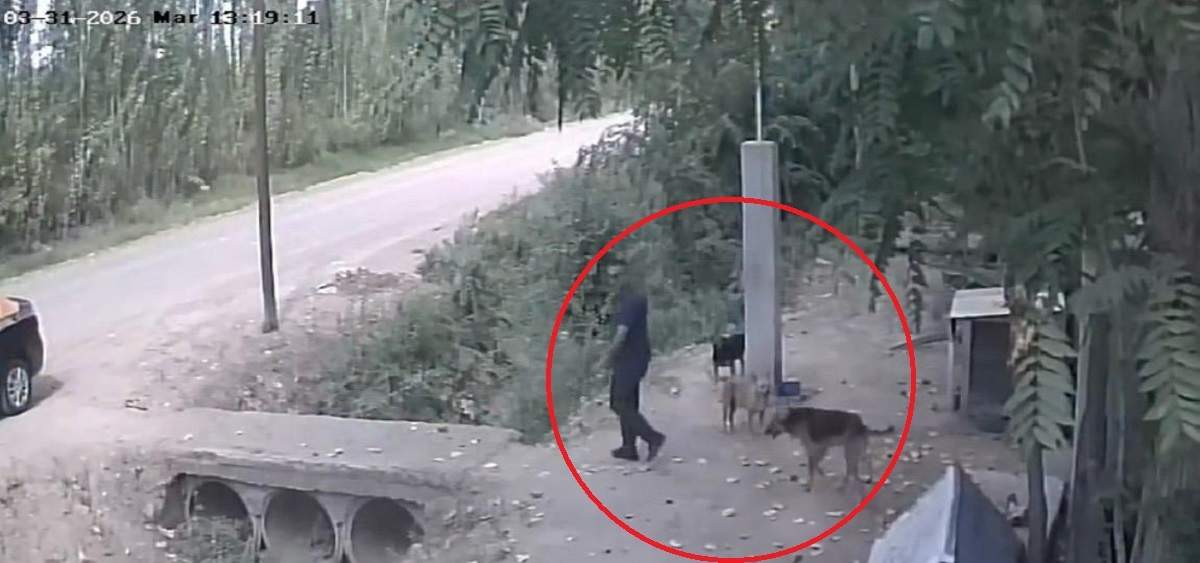 El momento en que abandona al perro.