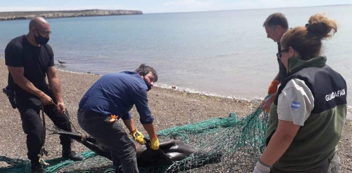 Lobo marino en la costa chubutense. Fuente: (Twitter)