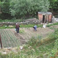 Piden que se autorice a trabajar en los huertos propios a adultos mayores