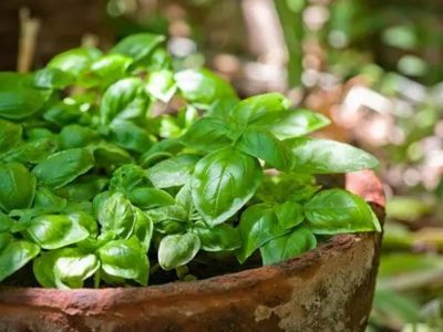 Las plantas fáciles de cuidar que atraen la buena suerte y multiplican el dinero en tu hogar