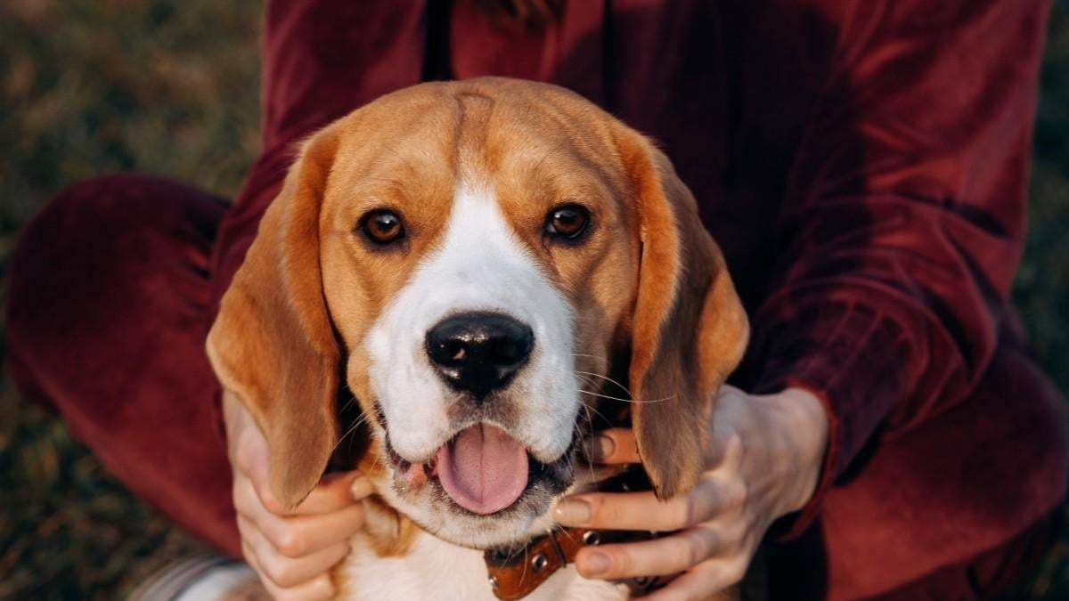 Curiosidades del Beagle. Fuente: (X)