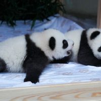 Este es el nombre que les pusieron a las nuevas pandas gemelas en el Zoológico de Berlín
