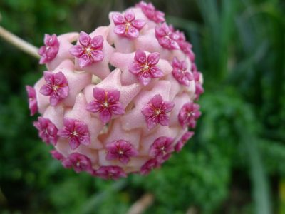 Suculentas: consejos para que la flor de cera crezca lozana y fuerte