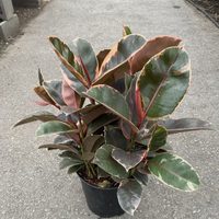 La planta que avisa cuando necesita riego, fácil de cuidar y perfecta para decorar dentro o fuera de tu casa