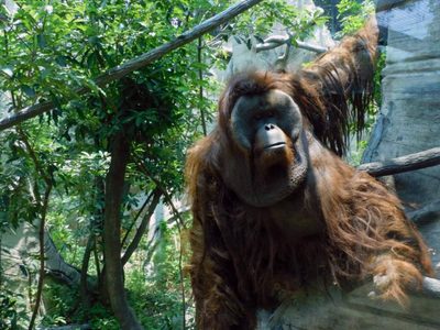 Murió el orangután "Toto", uno de los más queridos habitantes del Zoológico de Chapultepec