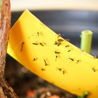 El truco de la abuela definitivo para terminar de una vez y para siempre con las moscas y mosquitos en tu hogar