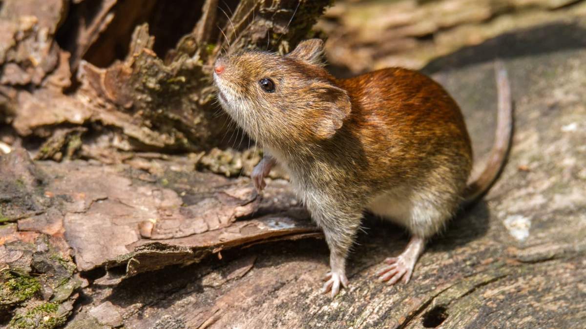 Hantavirus. Fuente: (Twitter)