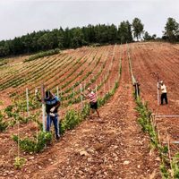 Venta de vinos naturales en tiempos de modalidad virtual