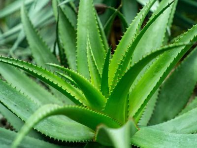 3 técnicas fáciles y efectivas para multiplicar tu aloe vera y que crezca vigoroso y rozagante