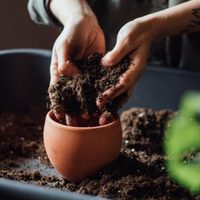 Lo que ocultan los jardineros: el secreto para que tus plantas crezcan hermosas y sanas, sin gastar un peso