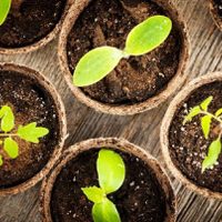 Sin gastar fortuna y reciclando en casa: así podés crear macetas biodegradables para beneficiar a tus plantas