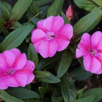 Como las alegrías del hogar, pero más grande: la planta de flores vistosas que exige riego diario