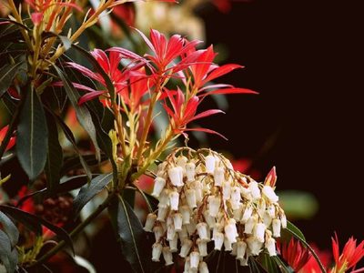La vas a querer en tu jardín: la planta cuyas hojas cambian de color y sus flores desprenden un delicioso aroma