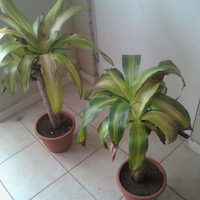 El truco milagroso de los jardineros para curar las hojas feas y marrones en tu Palo de agua