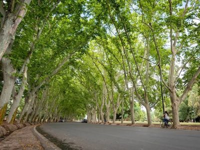 Renovaron autoridades del Consejo Provincial en Defensa del Arbolado Público