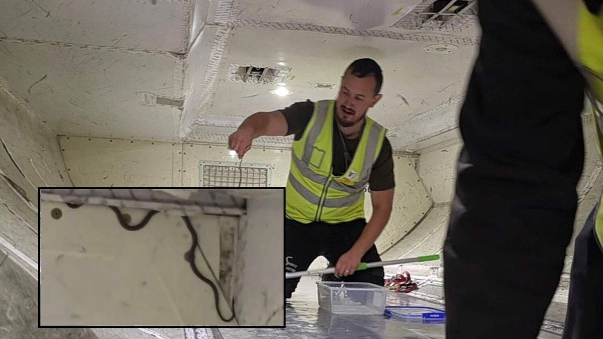Suspendieron un vuelo tras encontrar una serpiente a bordo