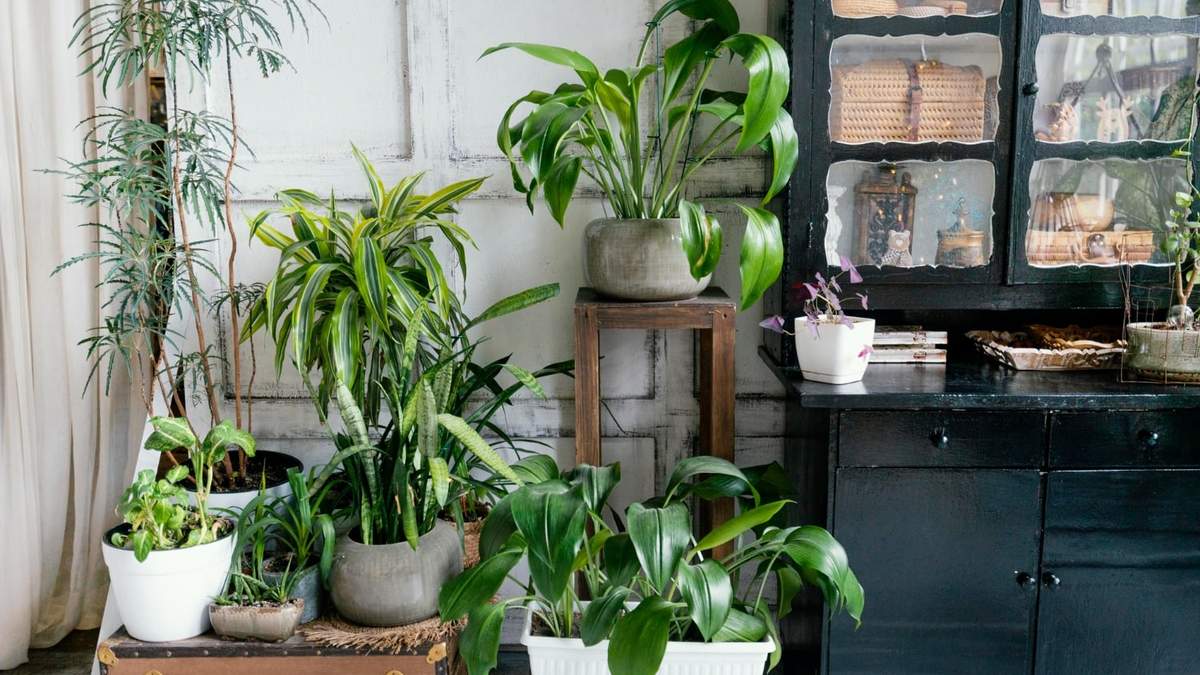 Plantas. Fuente: (Instagram)